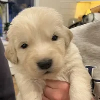 Grey, a male Maremma Sheepdog for sale in Lecompton, KS – Photo 3 of 5