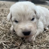 Purple, a female Maremma Sheepdog for sale in Lecompton, KS – Photo 1 of 3