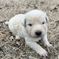 Pink, a female Great Pyrenees and Maremma Sheepdog for sale in Lecompton, KS – Photo 2 of 5
