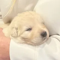 Pink, a female Great Pyrenees and Maremma Sheepdog for sale in Lecompton, KS – Photo 1 of 5