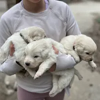 Pink, a female Great Pyrenees and Maremma Sheepdog for sale in Lecompton, KS – Photo 3 of 5