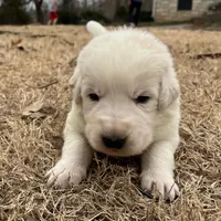Orange, a male Maremma Sheepdog for sale in Lecompton, KS – Photo 4 of 7