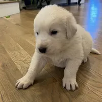 Orange, a male Maremma Sheepdog for sale in Lecompton, KS – Photo 2 of 7