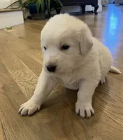 processed/b88294f3-1538-44f0-8121-67da5f318525/listing/67c3ab13-a734-43a1-8894-c026f8b2a8f1/54641552-2cb6-4a9d-b917-9757647803c6