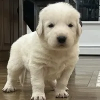 Orange, a male Maremma Sheepdog for sale in Lecompton, KS – Photo 1 of 7