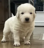 processed/b88294f3-1538-44f0-8121-67da5f318525/listing/67c3ab13-a734-43a1-8894-c026f8b2a8f1/d262f5f6-2a98-473f-9c0d-56417eb727a6