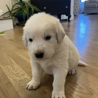 Orange, a male Maremma Sheepdog for sale in Lecompton, KS – Photo 3 of 7