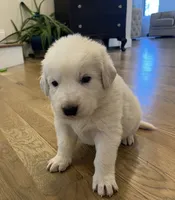 processed/b88294f3-1538-44f0-8121-67da5f318525/listing/67c3ab13-a734-43a1-8894-c026f8b2a8f1/f67a2395-9195-4ac1-809f-c1c489b4724b