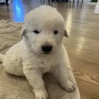Green, a male Maremma Sheepdog for sale in Lecompton, KS – Photo 2 of 6