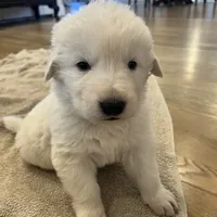 Green, a male Maremma Sheepdog for sale in Lecompton, KS – Photo 3 of 6
