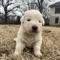 Green, a male Maremma Sheepdog for sale in Lecompton, KS – Photo 1 of 6