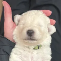 Green, a male Maremma Sheepdog for sale in Lecompton, KS – Photo 4 of 6