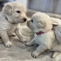 Yellow, a female Great Pyrenees and Maremma Sheepdog for sale in Lecompton, KS – Photo 3 of 5
