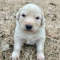 Yellow, a female Great Pyrenees and Maremma Sheepdog for sale in Lecompton, KS – Photo 2 of 5
