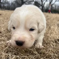 Blue, a male Maremma Sheepdog for sale in Lecompton, KS – Photo 1 of 4