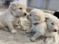 processed/b88294f3-1538-44f0-8121-67da5f318525/listing/a5d72f78-d6f9-4d34-bc0f-5a99cd9baa47/f465a1a5-0486-4d5c-832a-9268b4d22bfb