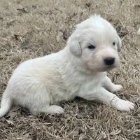 White, a female Great Pyrenees and Maremma Sheepdog for sale in Lecompton, KS – Photo 2 of 4
