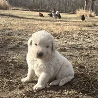 White, a female Great Pyrenees and Maremma Sheepdog for sale in Lecompton, KS – Photo 1 of 4