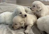 processed/b88294f3-1538-44f0-8121-67da5f318525/listing/f187eeb6-3f3d-4340-9410-6f408cc24c1c/3bdf6681-8e1c-4e38-98a9-4be0c943388e