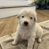 Red, a female Great Pyrenees and Maremma Sheepdog for sale in Lecompton, KS – Photo 2 of 4