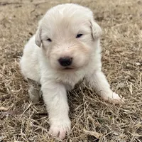 Red, a female Great Pyrenees and Maremma Sheepdog for sale in Lecompton, KS – Photo 1 of 4