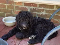 ROYAL STANDARD - KHAL DROGO - house trained!, a male Poodle - Standard  for sale in Arab, AL – 6 of 10