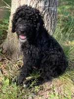 ROYAL STANDARD - KHAL DROGO - house trained!, a male Poodle - Standard  for sale in Arab, AL – 3 of 10