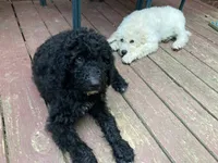 ROYAL STANDARD - KHAL DROGO - house trained!, a male Poodle - Standard  for sale in Arab, AL – 5 of 10