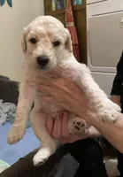 ROYAL STANDARD - LORD JON SNOW, a male Poodle - Standard  for sale in Arab, AL – Photo 6 of 8