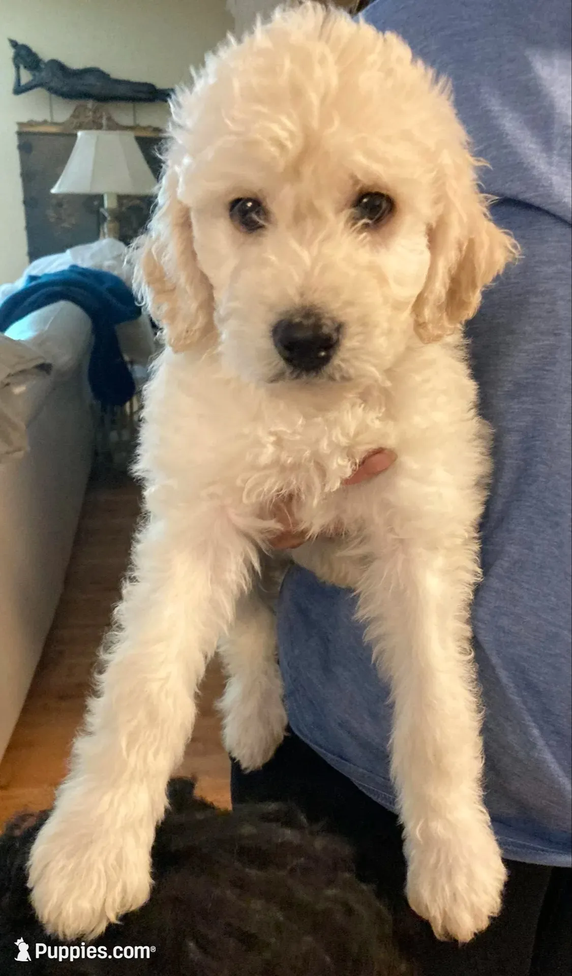 ROYAL STANDARD - LORD JON SNOW - house trained!, a male Poodle - Standard  for sale in Arab, AL – 4 of 8