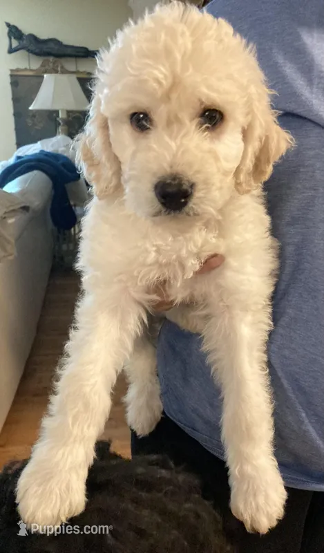 ROYAL STANDARD - LORD JON SNOW – Poodle - Standard  puppy for sale in Arab, AL