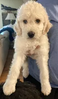 ROYAL STANDARD - LORD JON SNOW, a male Poodle - Standard  for sale in Arab, AL – Photo 1 of 8