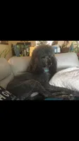 ROYAL STANDARD - LORD JON SNOW, a male Poodle - Standard  for sale in Arab, AL – Photo 2 of 8