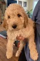 ROYAL STANDARD - YARA, a female Poodle - Standard  for sale in Arab, AL – Photo 1 of 8