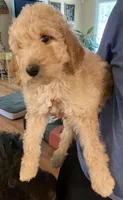 ROYAL STANDARD - YARA, a female Poodle - Standard  for sale in Arab, AL – Photo 2 of 8