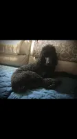 ROYAL STANDARD - YARA, a female Poodle - Standard  for sale in Arab, AL – Photo 4 of 8