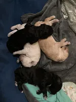 ROYAL STANDARD - YARA, a female Poodle - Standard  for sale in Arab, AL – Photo 8 of 8