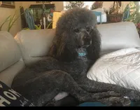 ROYAL STANDARD - YARA, a female Poodle - Standard  for sale in Arab, AL – Photo 3 of 8
