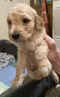 ROYAL STANDARD - YARA, a female Poodle - Standard  for sale in Arab, AL – Photo 6 of 8