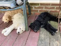 ROYAL STANDARD - LORD JON SNOW - house trained!, a male Poodle - Standard  for sale in Arab, AL – 3 of 8