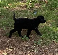 ROYAL STANDARD - KHAL DROGO - house trained!, a male Poodle - Standard  for sale in Arab, AL – 4 of 10