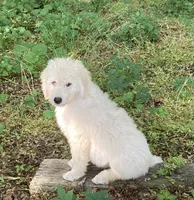 ROYAL STANDARD - LORD JON SNOW - house trained!, a male Poodle - Standard  for sale in Arab, AL – 2 of 8