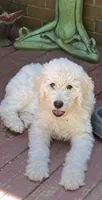 ROYAL STANDARD - LORD JON SNOW - house trained!, a male Poodle - Standard  for sale in Arab, AL – 1 of 8
