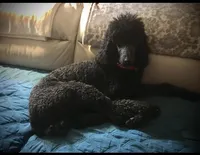 ROYAL STANDARD - KHAL DROGO, a male Poodle - Standard  for sale in Arab, AL – Photo 2 of 8