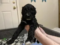 ROYAL STANDARD - KHAL DROGO, a male Poodle - Standard  for sale in Arab, AL – Photo 3 of 8