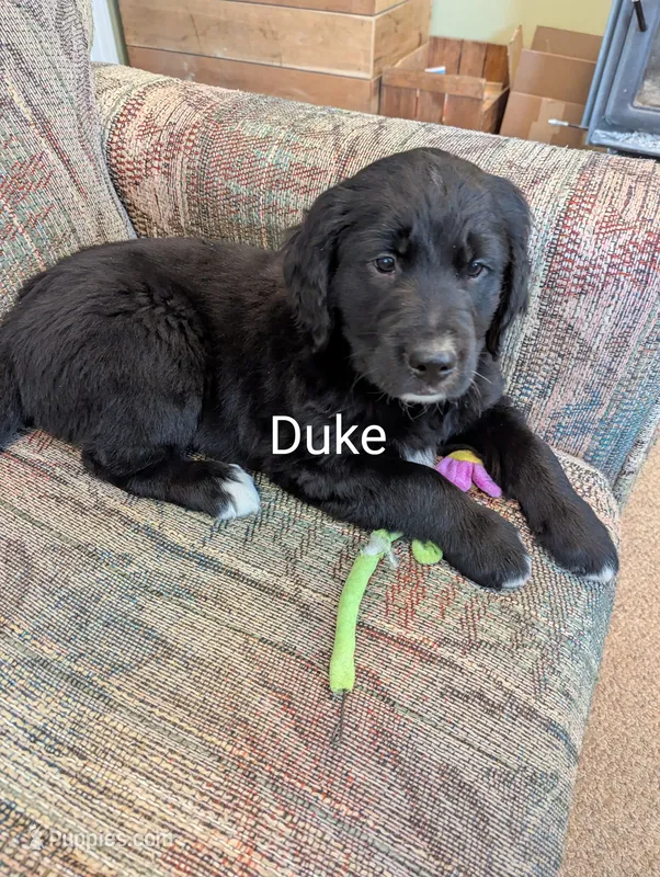 Duke