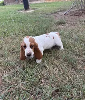 Yellow , a female Basset Hound for sale in Grayson, LA – 4 of 4