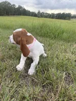 Pink , a female Basset Hound for sale in Grayson, LA – 3 of 5