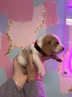 Red, a female Basset Hound for sale in Grayson, LA – Photo 4 of 5