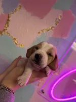 Red, a female Basset Hound for sale in Grayson, LA – Photo 3 of 5